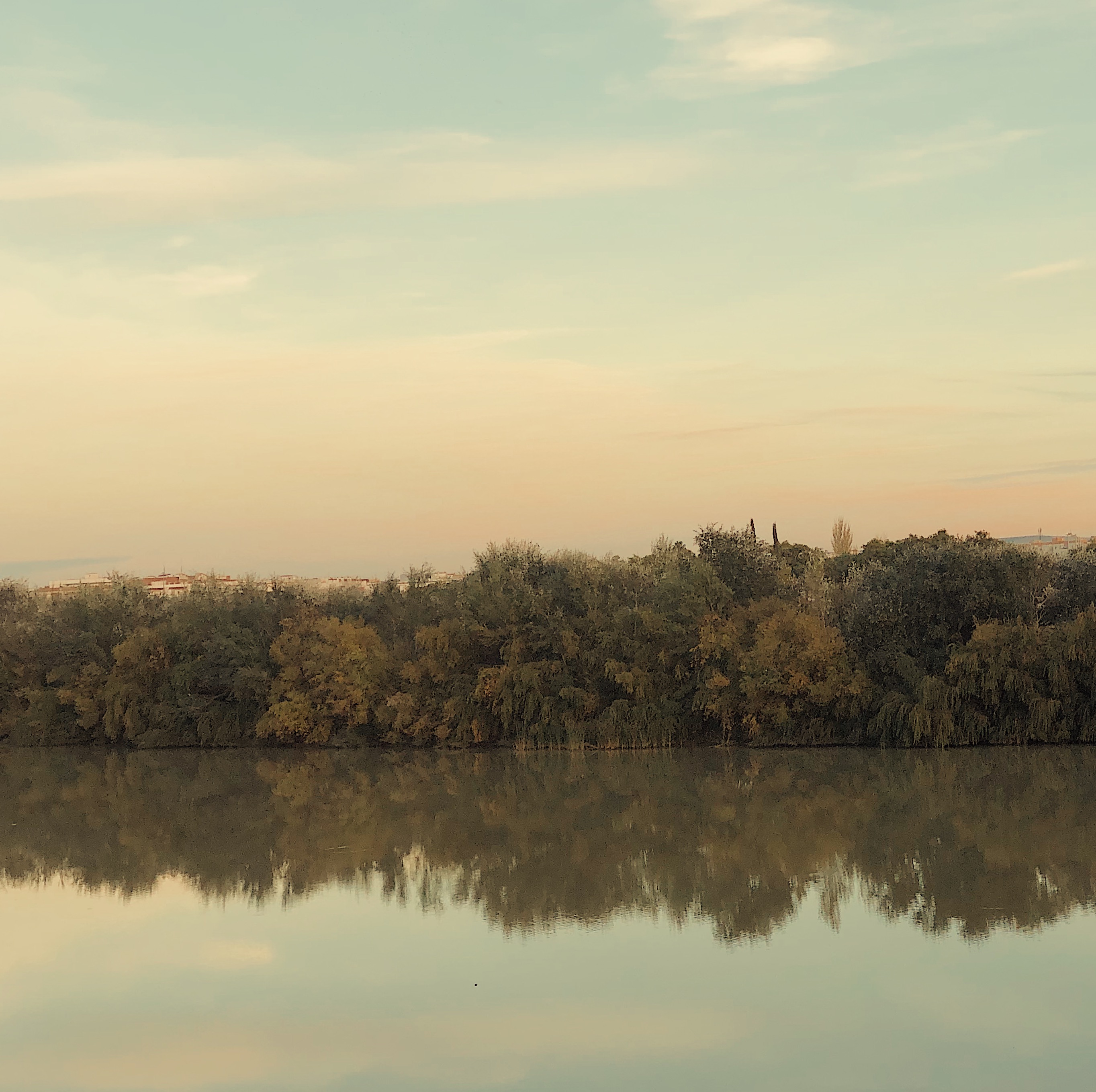 Treeline on a river